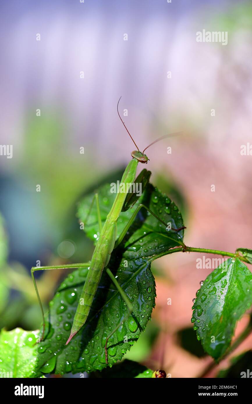 Kleine Gottesanbeterin auf nassen, dewey Blättern. Stockfoto