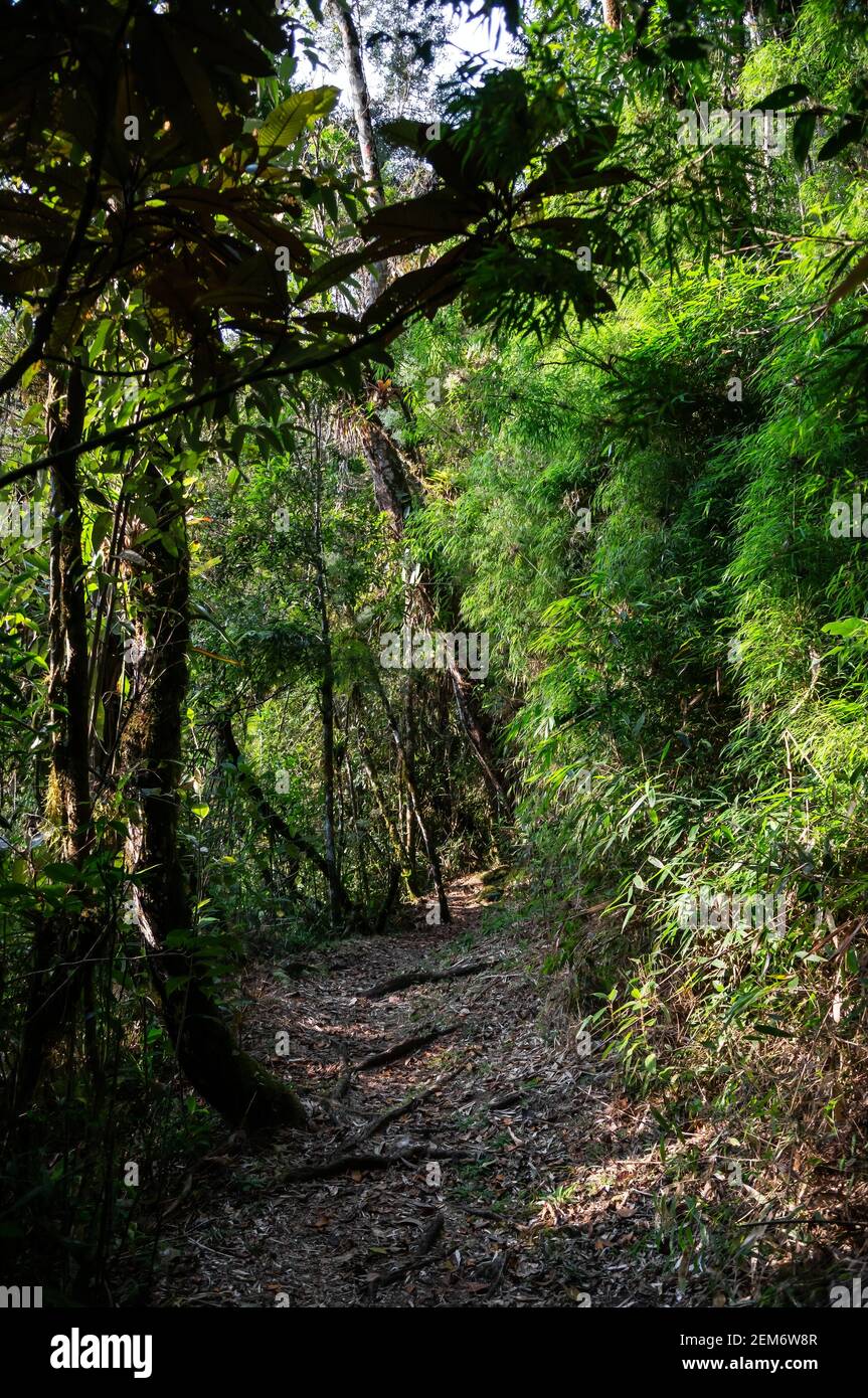 Ein gerader Abschnitt des Paraibuna-Flusses Wanderweg umgeben von frischer grüner Vegetation in der Mitte der Serra do Mar Landgut Park dichten Dschungel. Stockfoto