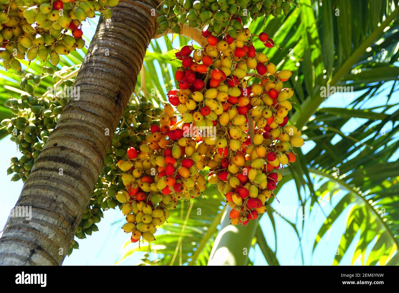 die wunderbare Weihnachts-Palme mit roten Früchten ! für drinnen 