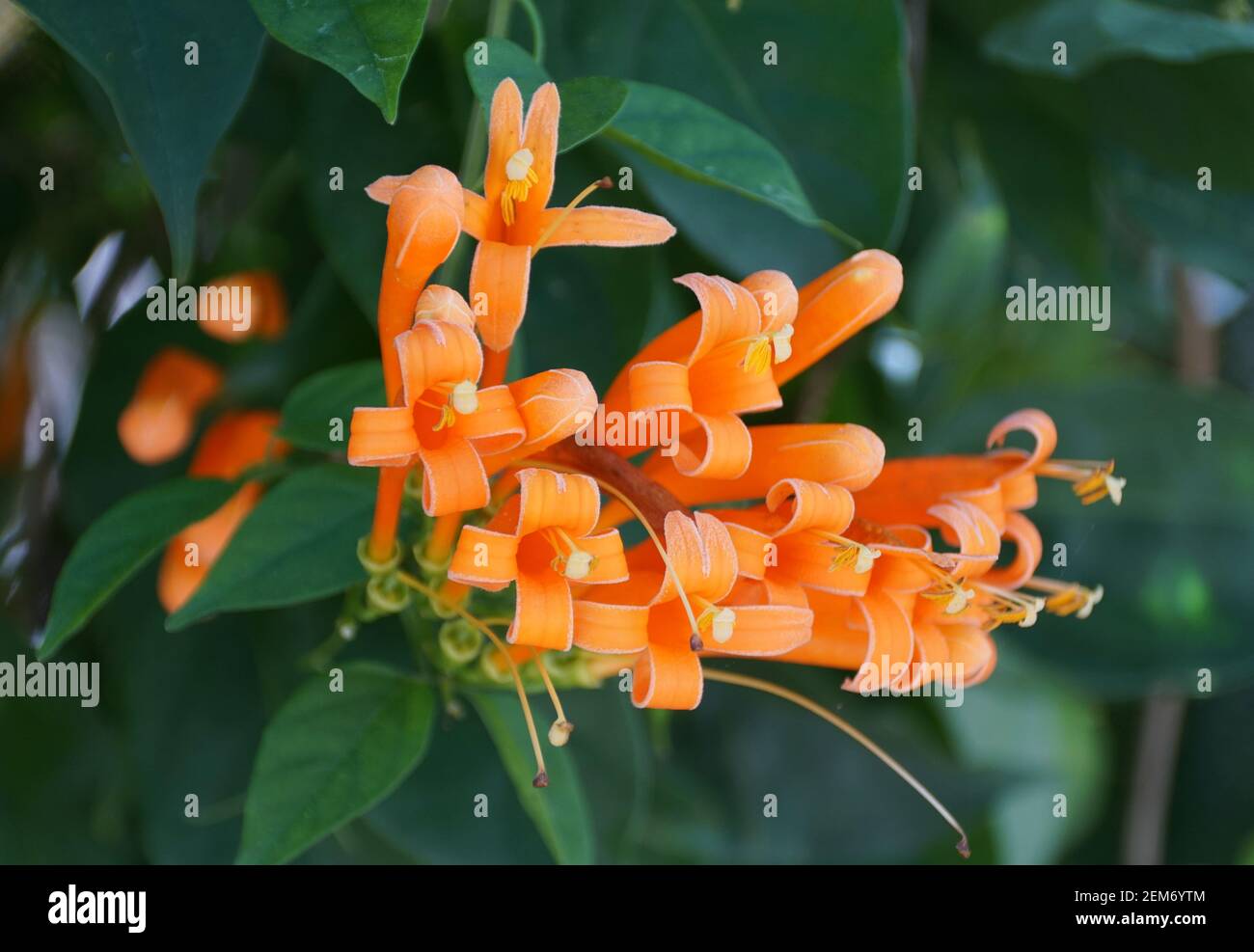 Nahaufnahme der schönen orangen Farbe der Flame Rebe Blume Stockfoto