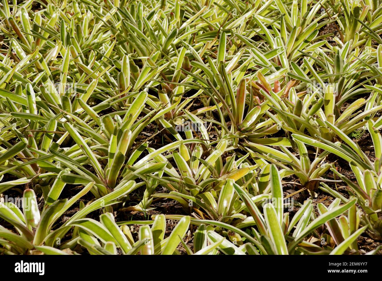 Grüne und weiße Neoregelia 'Bossa Nova' tropische Pflanzen Stockfoto