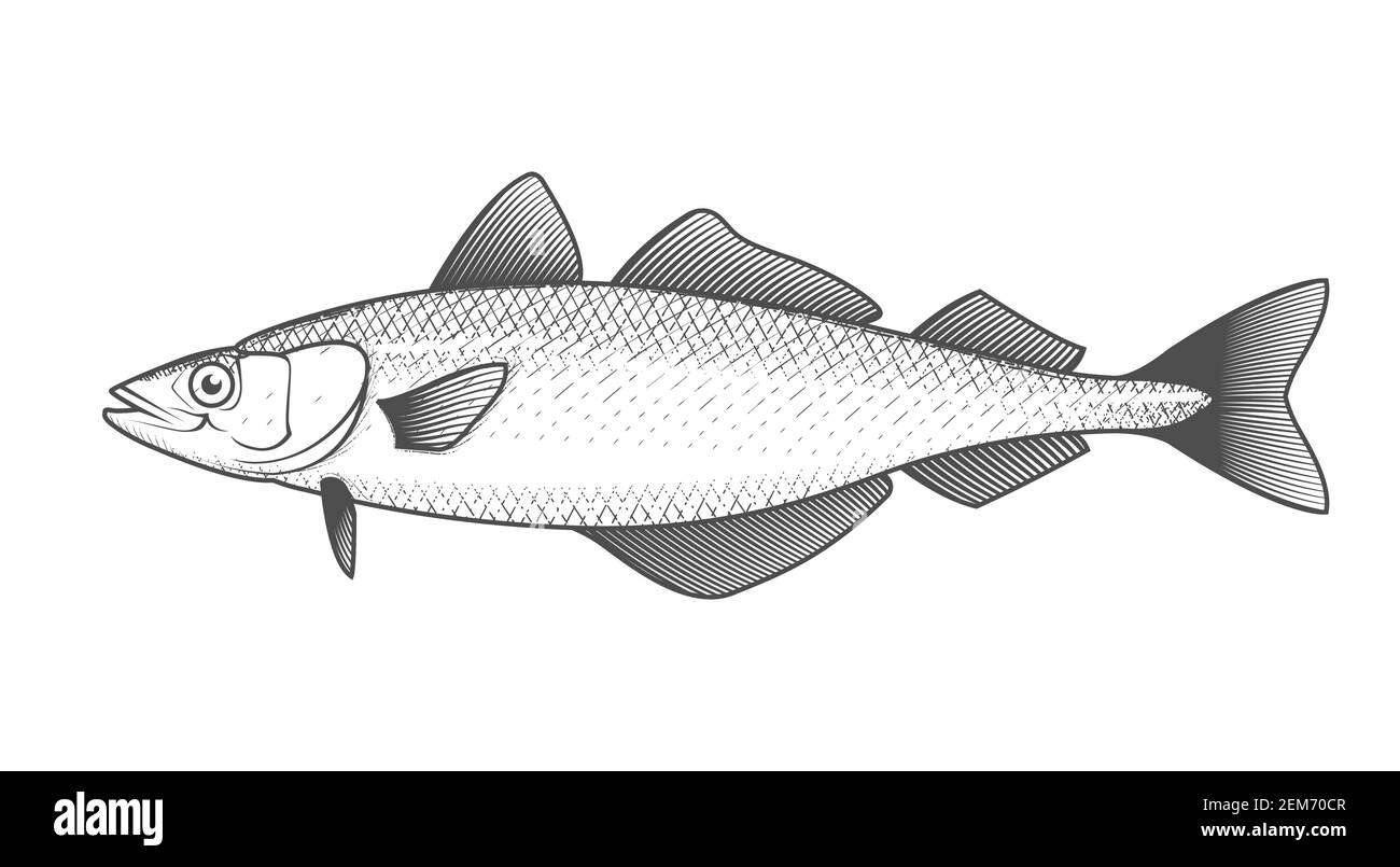 Alaska pollack Skizze, handgezeichneten Fisch, pollock Meeresfrüchte-Menü, Fisch in gravierten Stil, Vektor Stock Vektor
