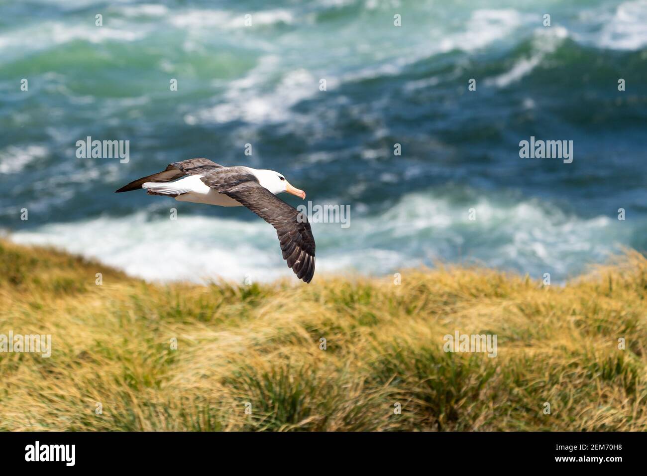 Ein Schwarzbrauen-Albatros gleitet mühelos in den starken Winden von West Point Island auf den Falklandinseln. Stockfoto