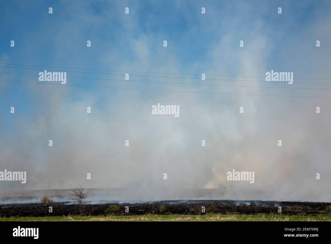 Big Lake, Minnesota. Ein Grasbrand in einem kontrollierten Brand, um das Grasland wiederherzustellen. Stockfoto
