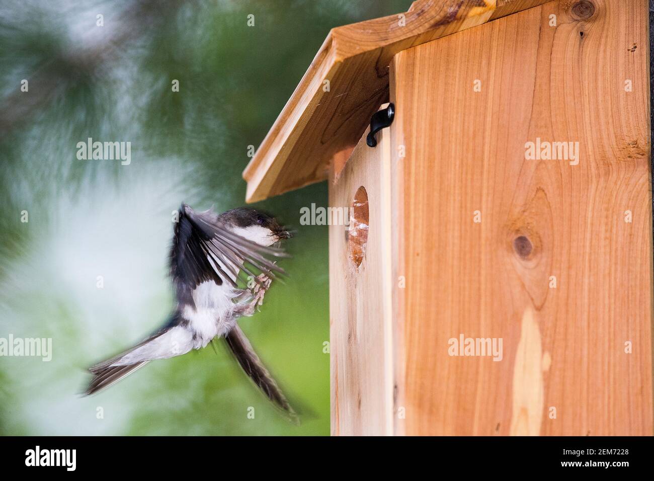 Eine männliche Baumschwalbe (Tachycineta bicolor) neigt dazu, Küken in einem Vogelhaus in Talkeetna, Alaska Stockfoto