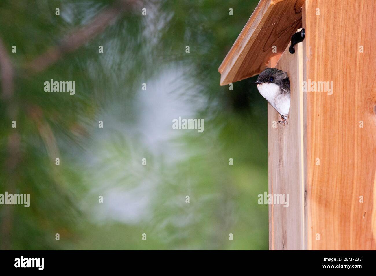 Eine männliche Baumschwalbe (Tachycineta bicolor) neigt dazu, Küken in einem Vogelhaus in Talkeetna, Alaska Stockfoto