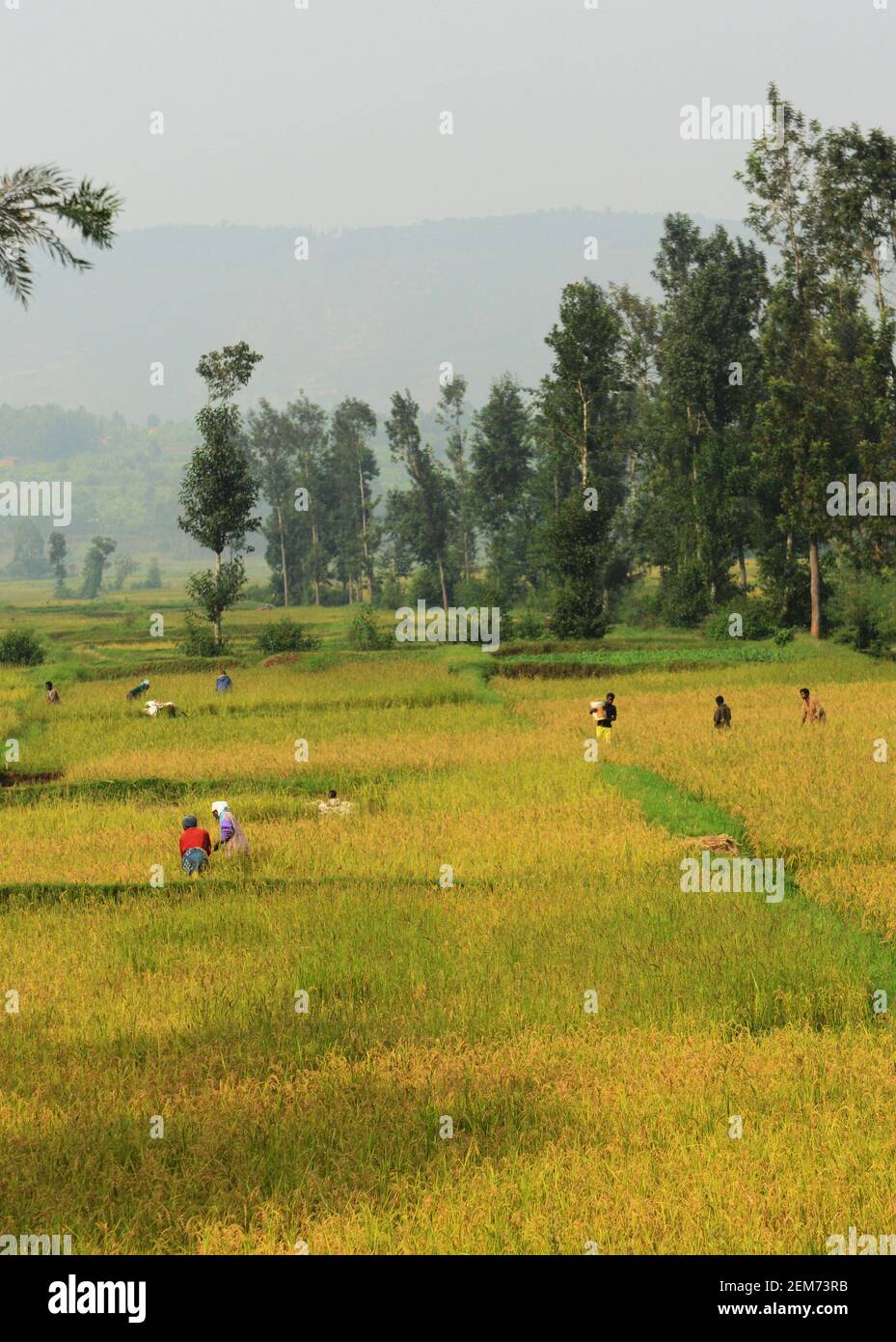 Paddy Fields im Süden Ruandas. Stockfoto