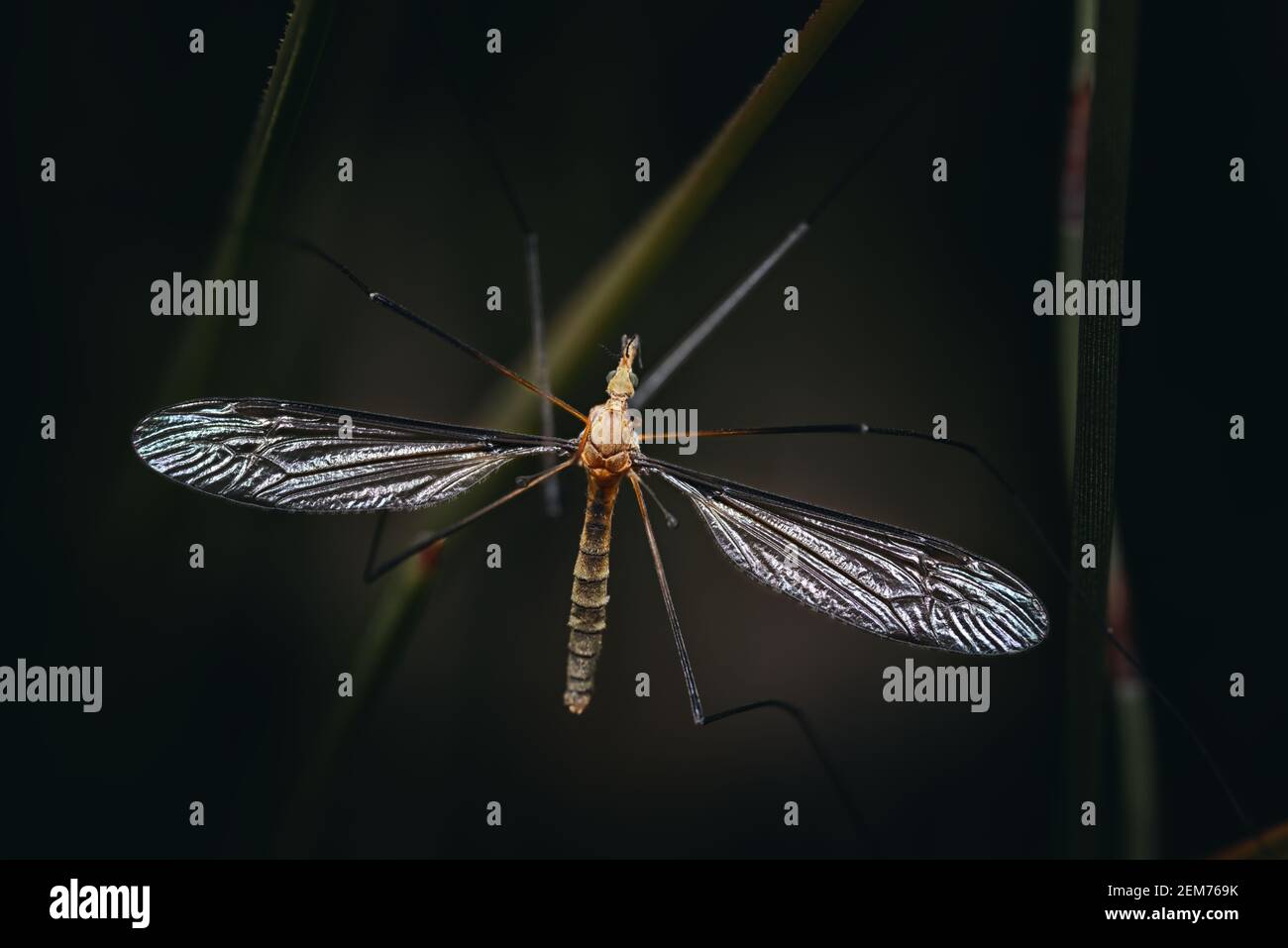 Crane Fly zeigt gossamer Flügel vor dunklem Hintergrund Stockfoto