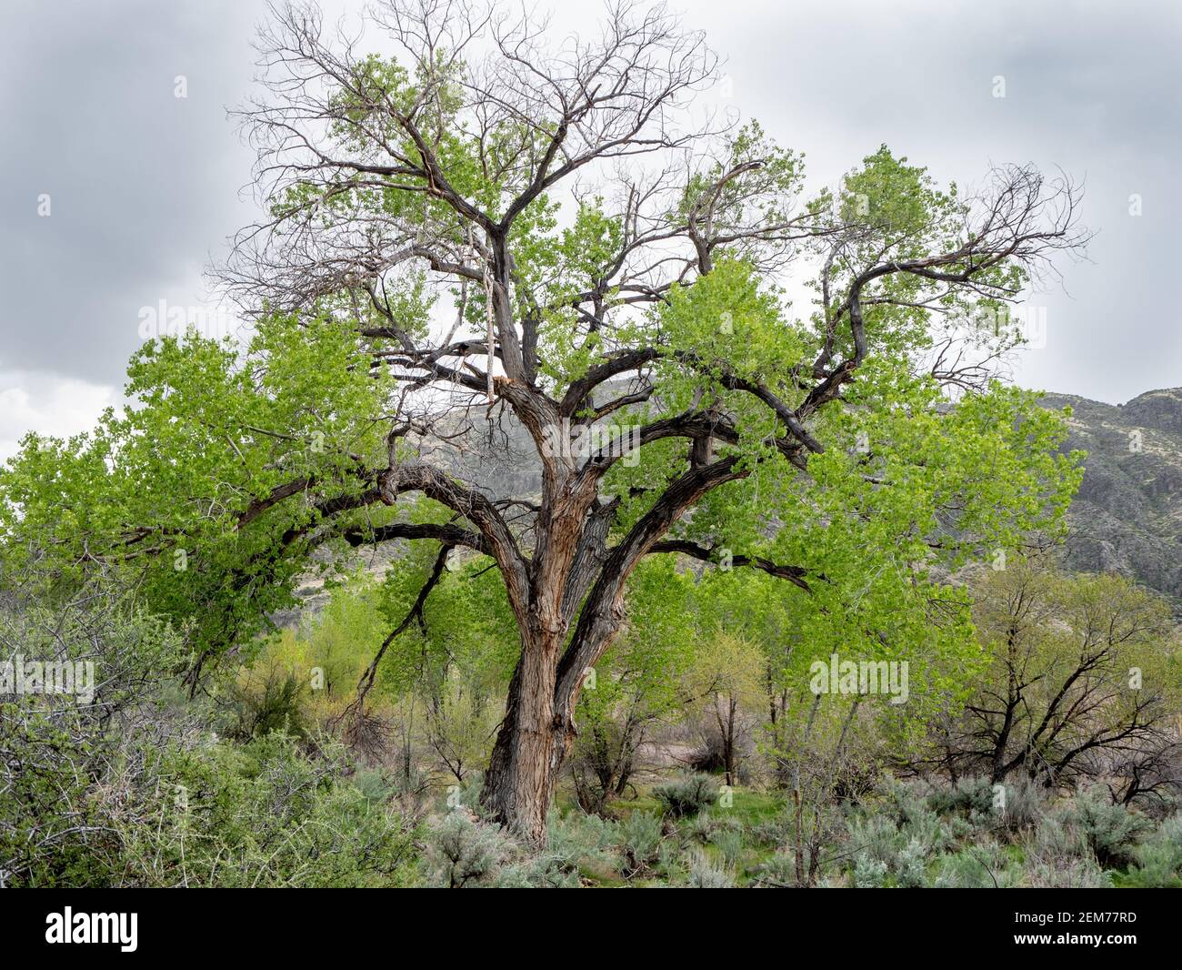 Fremont-Baumwollbaum (Populus fremontii) mit Frühjahrswachstum in Rainbow Canyon, Nevada, USA Stockfoto