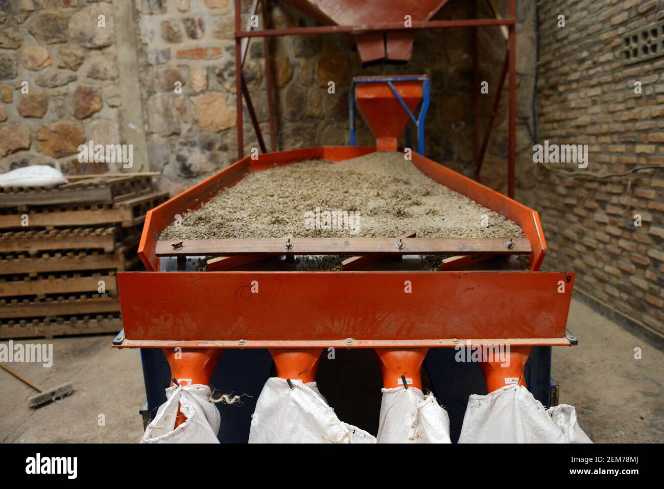 Sortiermaschine für Kaffeebohnen. Stockfoto