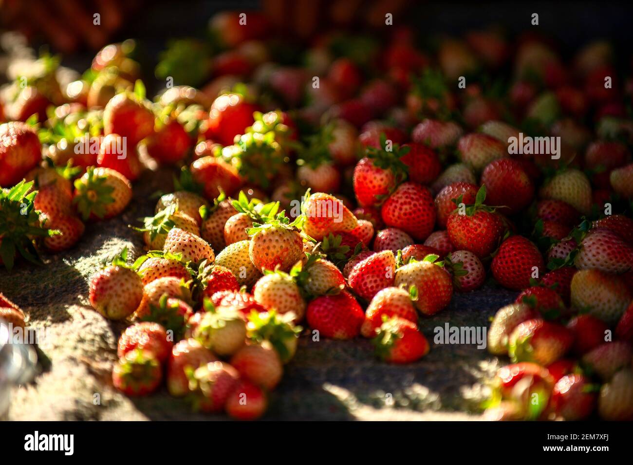 Erdbeerfrüchte werden auf dem Tuch zusammengestapelt, die Morgensonne scheint auf der bunten Frucht und dem Bokeh-Hintergrund. Stockfoto