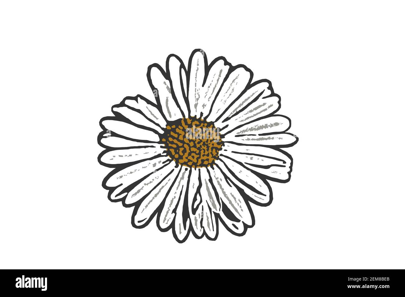 Vektorgrafik Nahaufnahme einer Gänseblümchen-Blüte Stock Vektor