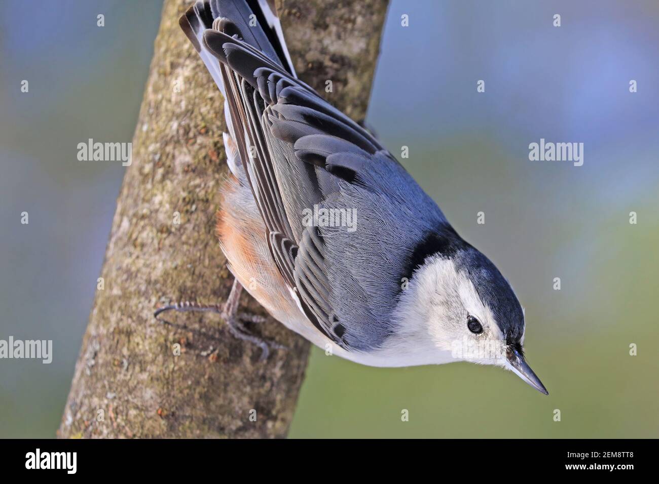 Weißbrustnuthatch sitzt auf einem Baumstamm in den Wald, Quebec, Kanada Stockfoto
