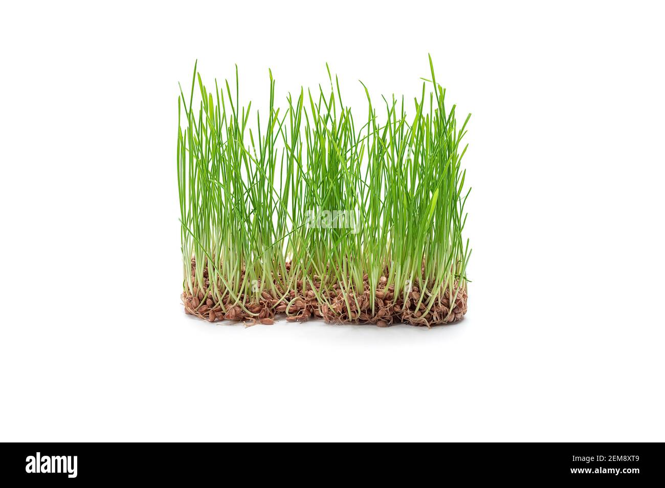 Gekeimt Weizenkörner isoliert auf weißem Hintergrund. Sprouted Weizen ist ein wertvolles Produkt mit ausgeprägten medizinischen Eigenschaften. Copy space Stockfoto