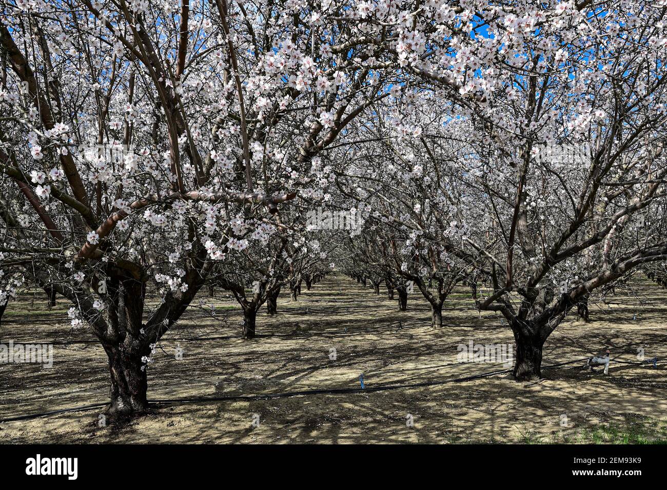 Schöne Kirschblüte entlang der Autobahn CA-140, Los Banos Stockfoto