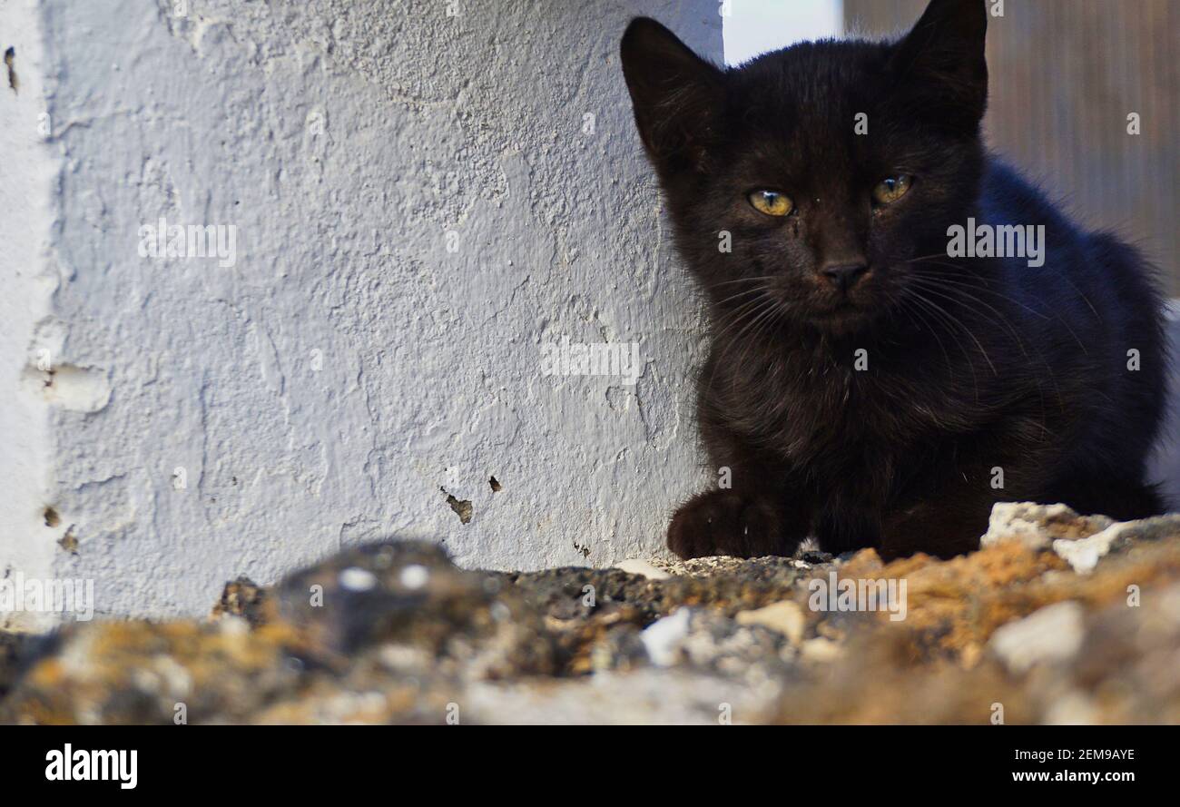 Kleine schwarze Katze sitzt auf einer Wand Stockfoto