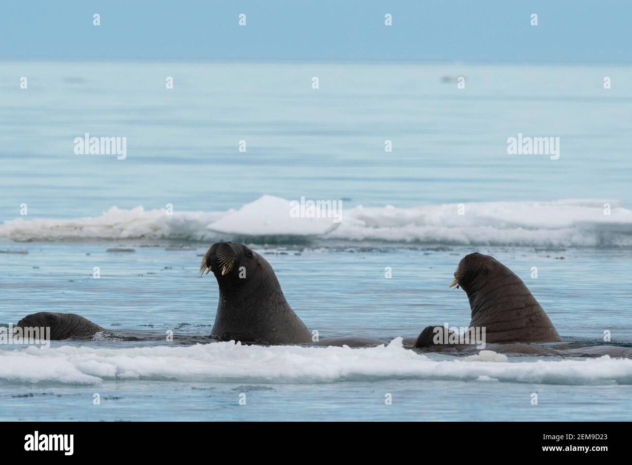 Atlantische Walrosse, Odobenus rosmarus, im kühlen arktischen Wasser. Stockfoto