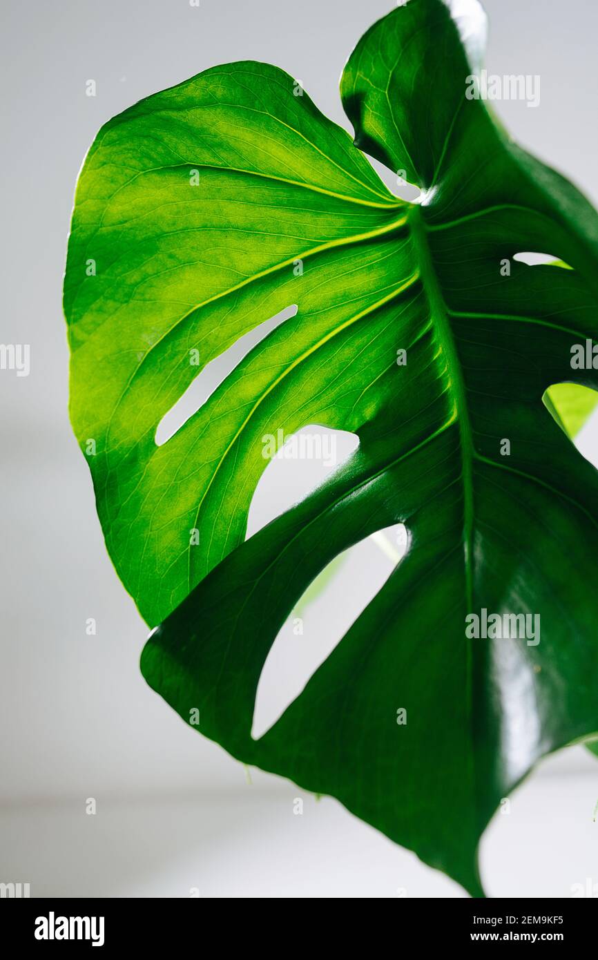 philodendron verrucosum amazonas Philodendron verrucosum Amazon Sunset – Berlinplant main image 1