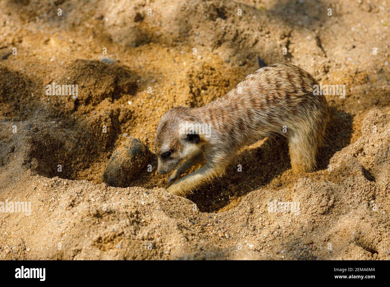 Ein Erdmännchen gräbt tagsüber im Zoo ein Loch in den Sand. Kleine Tiere gestreifte Farben Stockfoto