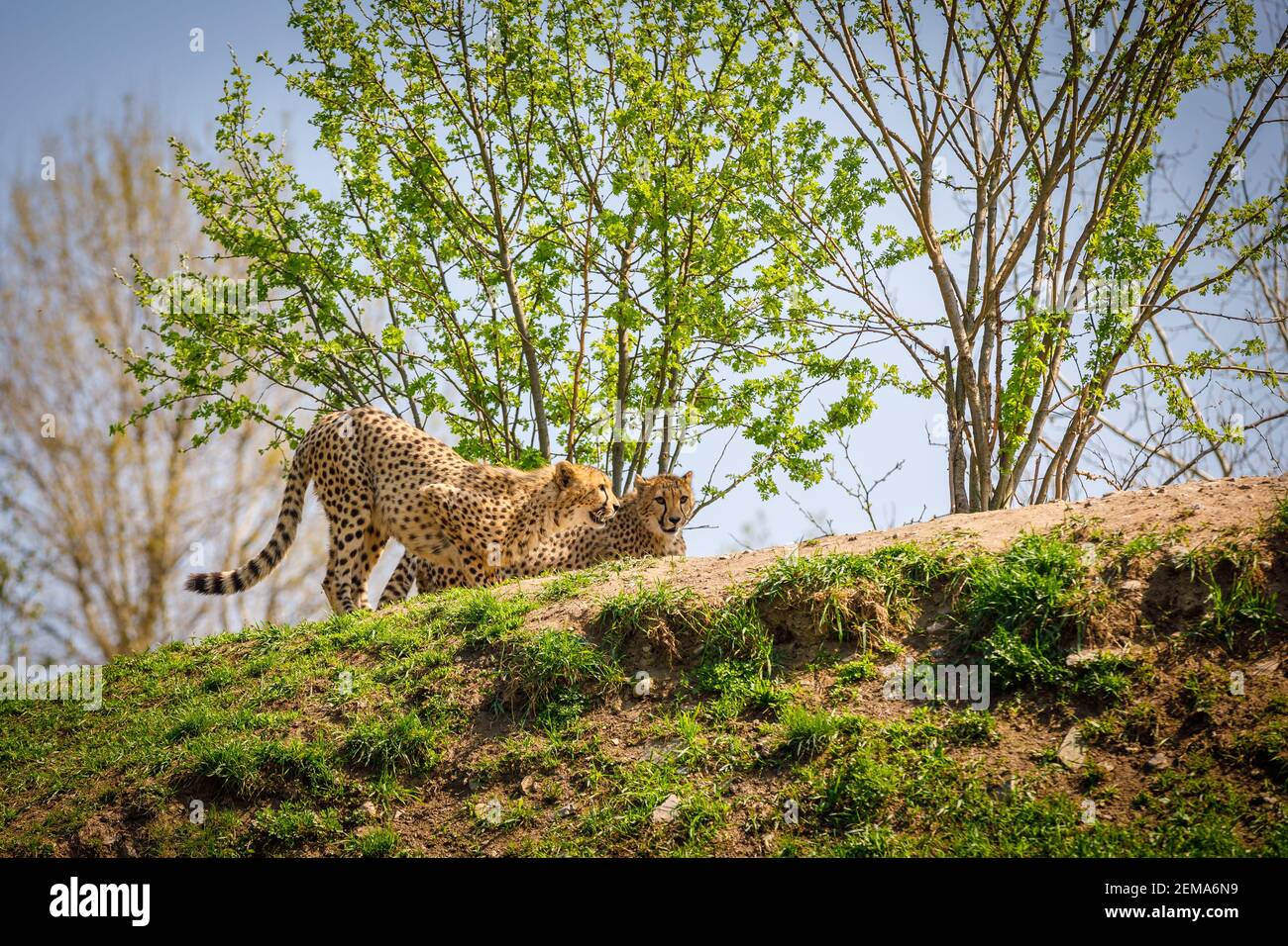 Zwei Leoparden beobachten Beute am Berg und bereiten sich auf Angriff vor Stockfoto