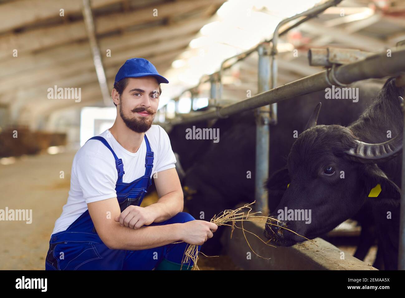 Positiv junger Mann Farmarbeiter Bauer in blauer Uniform eine Sitzung, Fütterung schwarze Bullen mit trockenem Heu Stockfoto