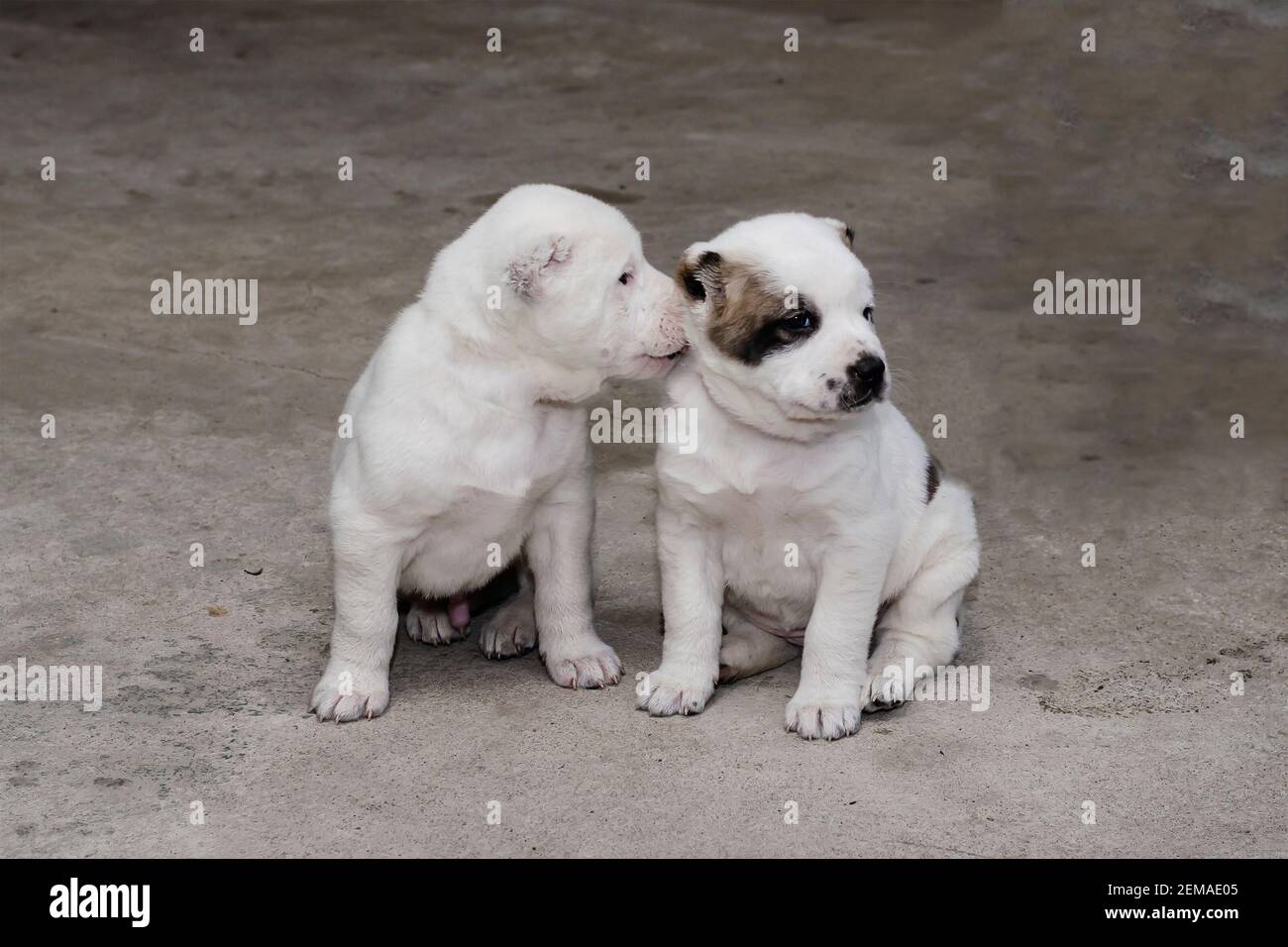 Welpen von Turkmen Alabai. Zwei kleine drei-Monats-Hunde. Hundezucht. Hundezwinger. Stockfoto