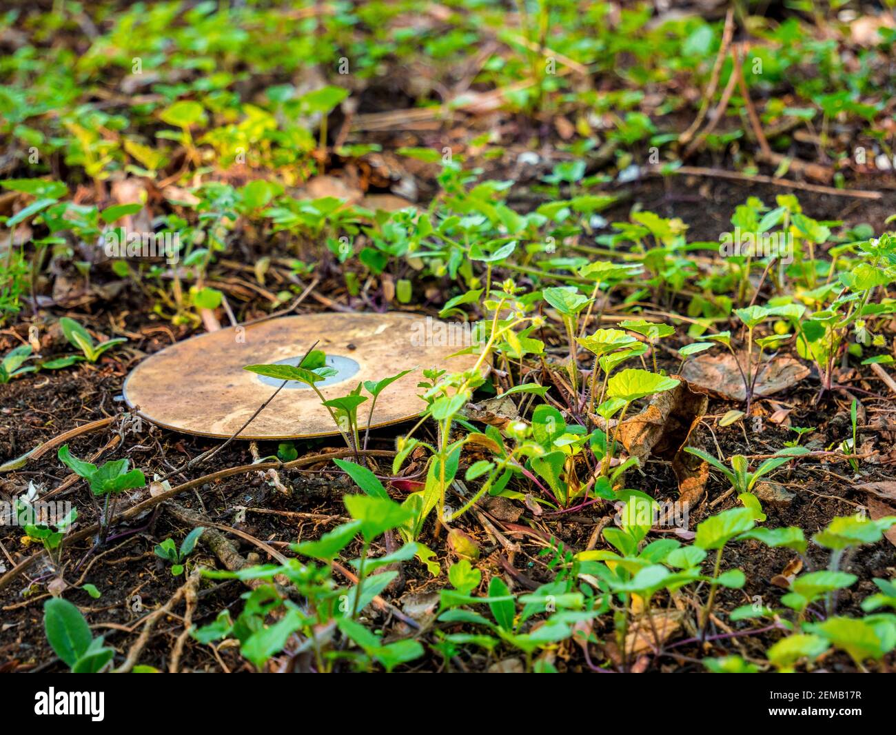 Alte schmutzige CD/DVD liegen auf dem Boden im Gras und Lehm Stockfoto