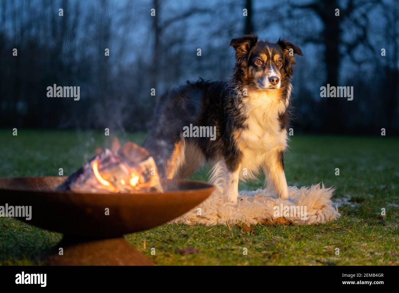 Porträt eines australischen Schäferhundes, am Lagerfeuer. Hund steht auf Pelzmantel und schaut sich während der blauen Stunde um. Stockfoto
