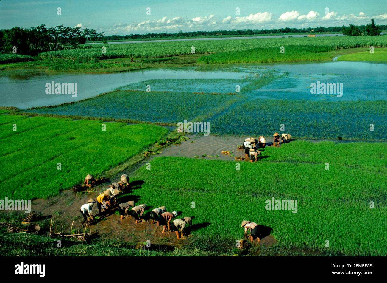 Umpflanzen Von Reis, Nordvietnam, Juni 1980 Stockfoto