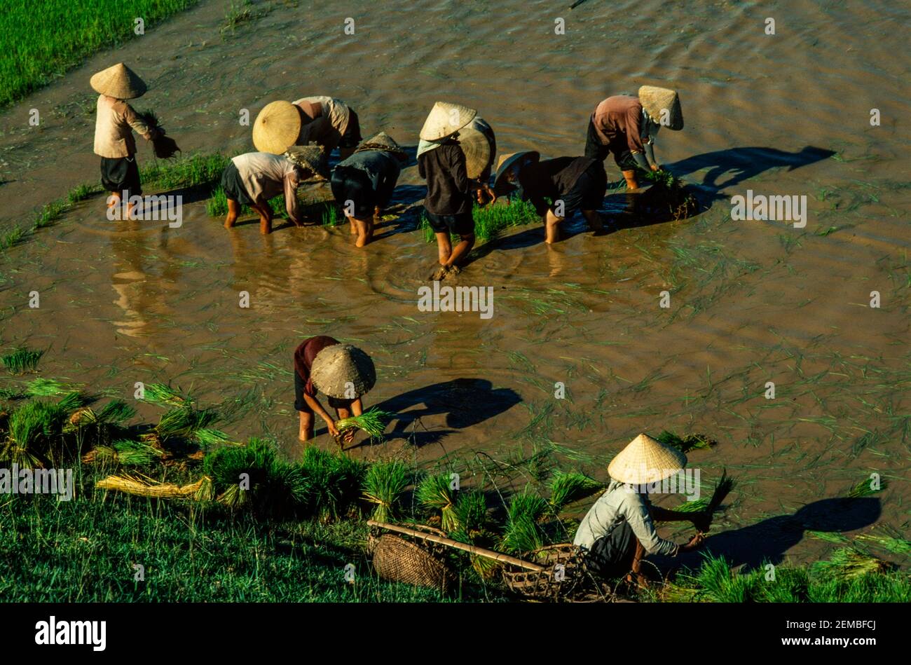 Umpflanzen Von Reis, Nordvietnam, Juni 1980 Stockfoto