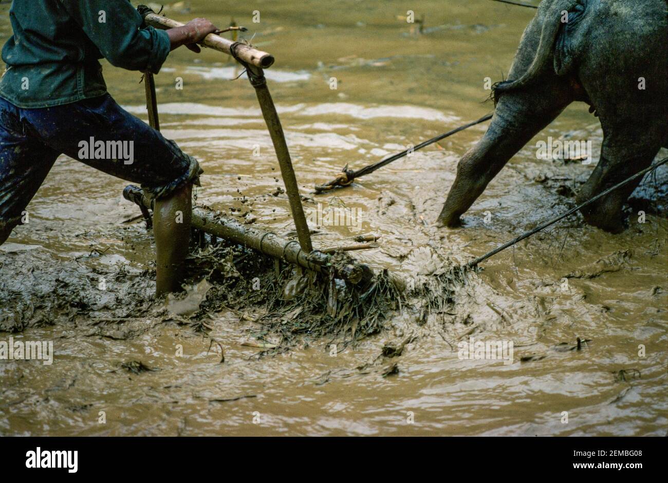 Umpflanzen Von Reis, Nordvietnam, Juni 1980 Stockfoto
