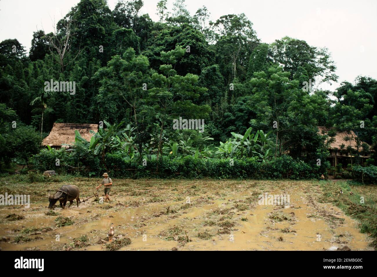 Umpflanzen Von Reis, Nordvietnam, Juni 1980 Stockfoto