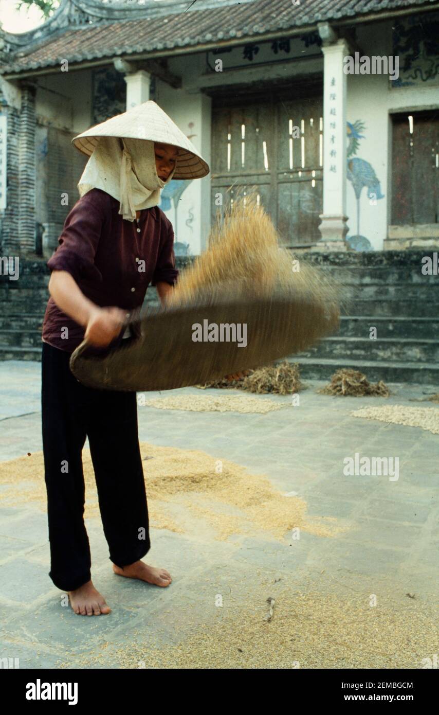 Weinreis zum Entfernen von Stielen nach der Ernte, Nordvietnam, Juni 1980 Stockfoto