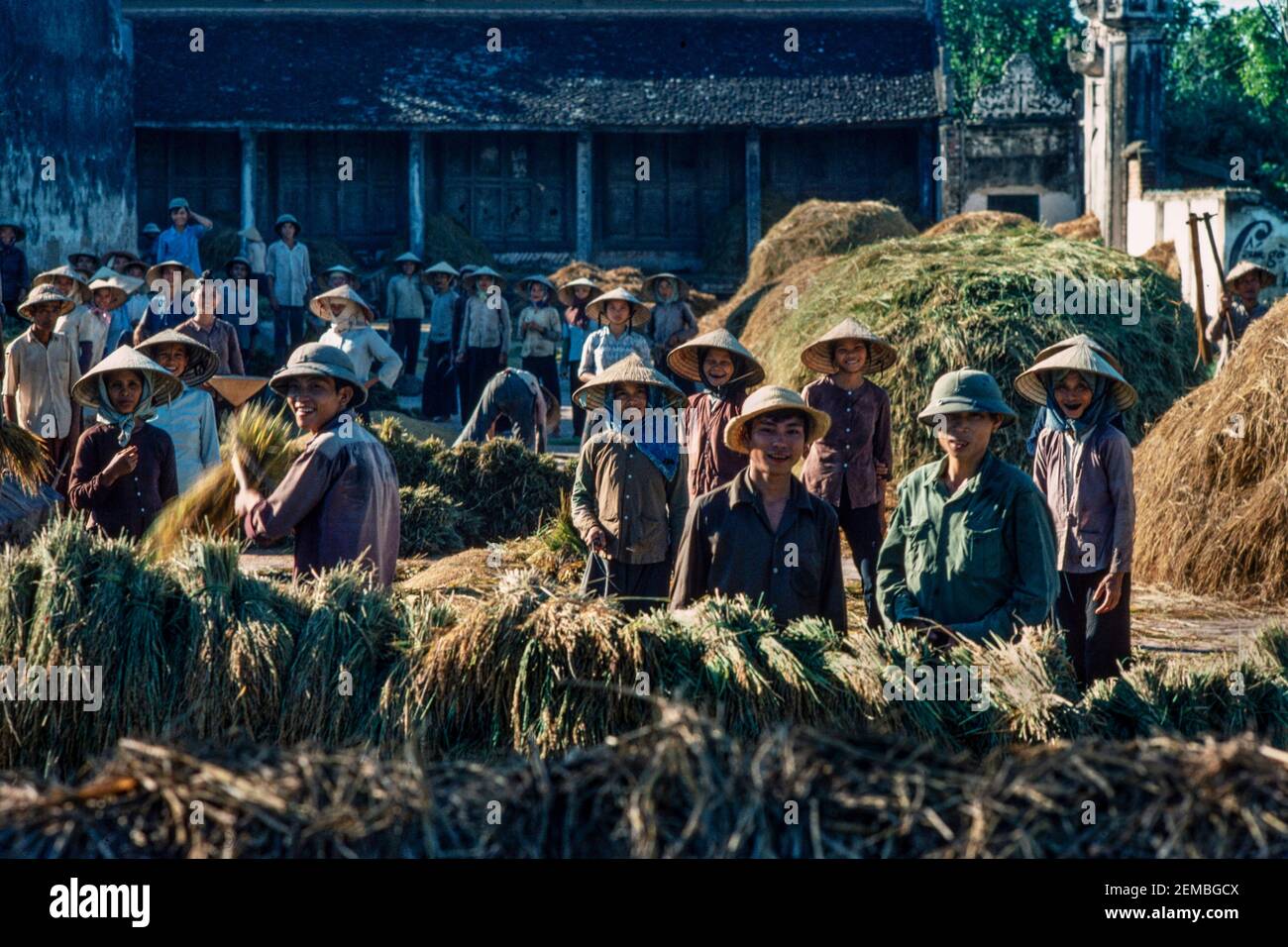 Umpflanzen Von Reis, Nordvietnam, Juni 1980 Stockfoto