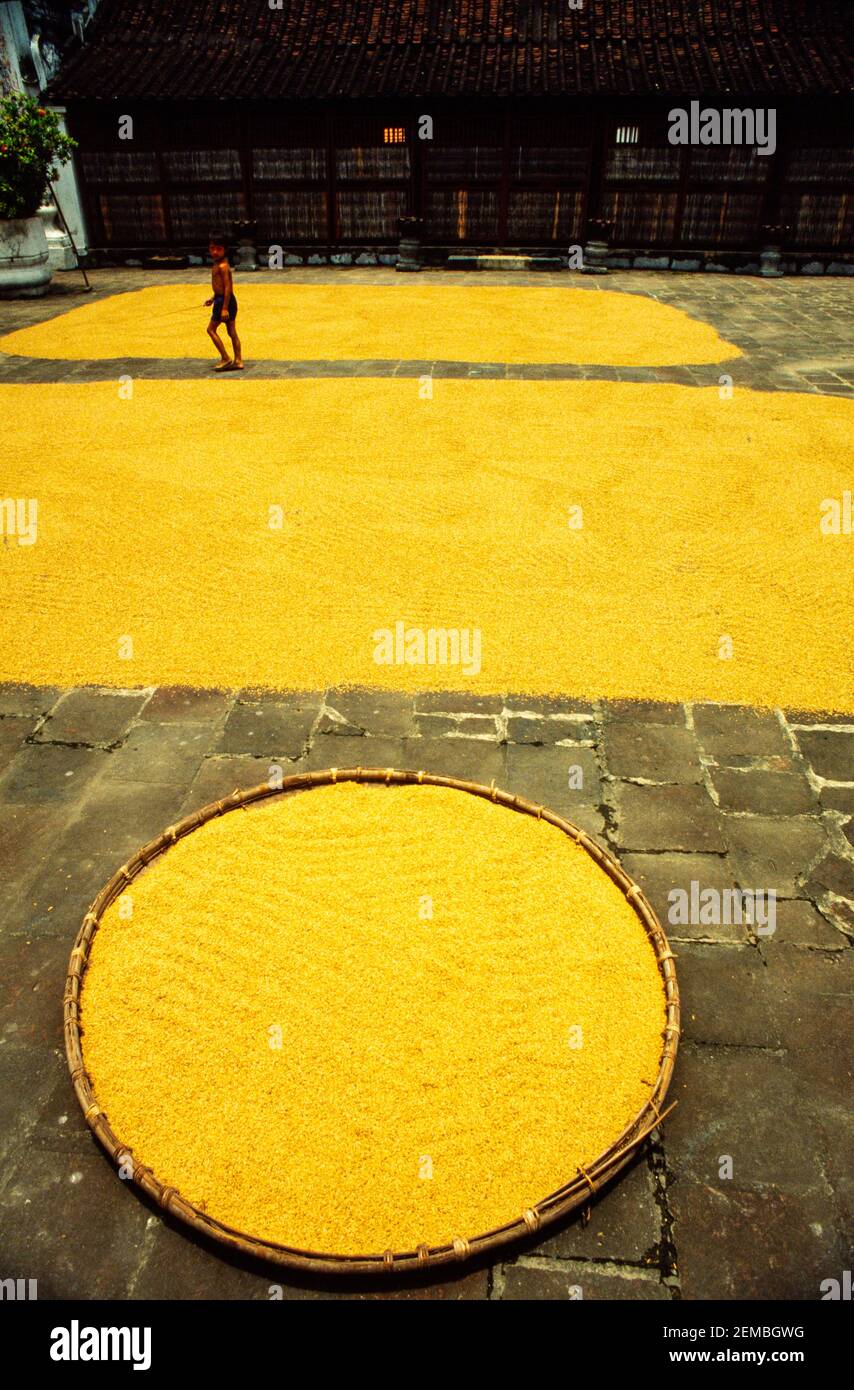 Reis ausgebreitet, um in der Sonne vor der Lagerung trocknen, ein Kollektivfarm, Nord-Vietnam, Juni 1980 Stockfoto