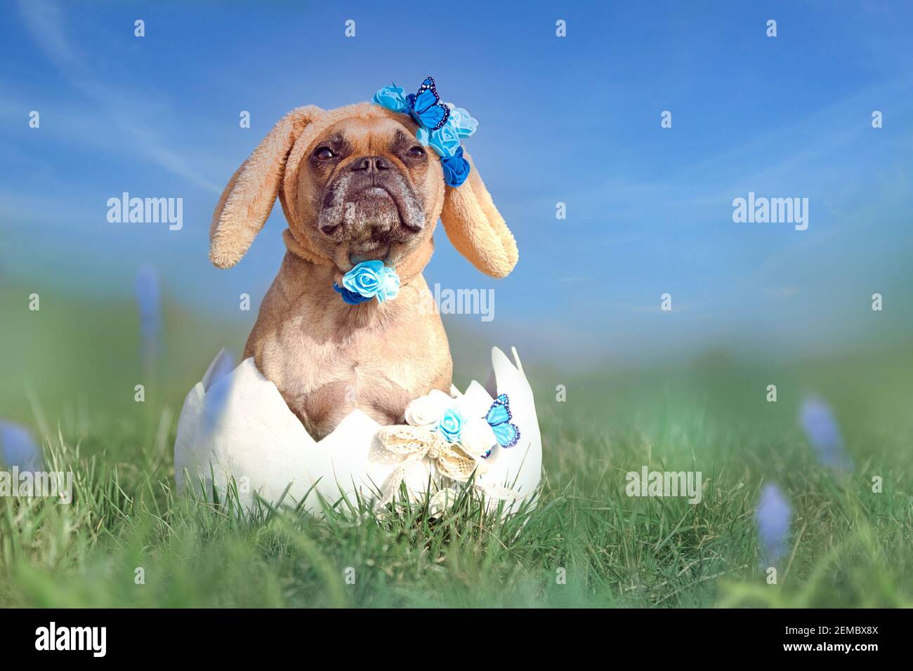 Französische Bulldogge verkleidet als osterhase sitzt in Riesen Ei auf Blumenwiese Stockfoto