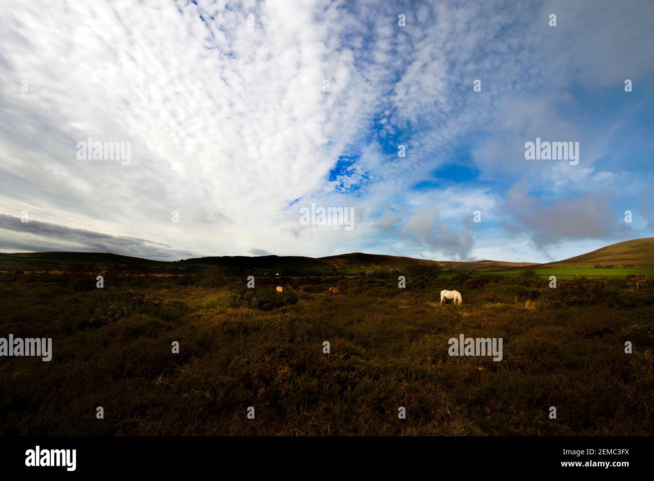 Preseli Berge mit weißem Pferd und dramatischen blauen Himmel mit Wolken, Pembrokeshire, Wales, Großbritannien Stockfoto