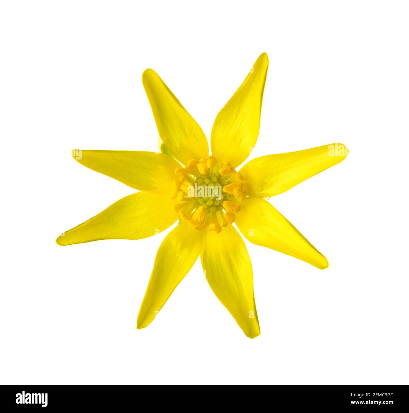 Gelbe Blume von Kingcup (Caltha Palustris) isoliert auf weißem Hintergrund. Stockfoto