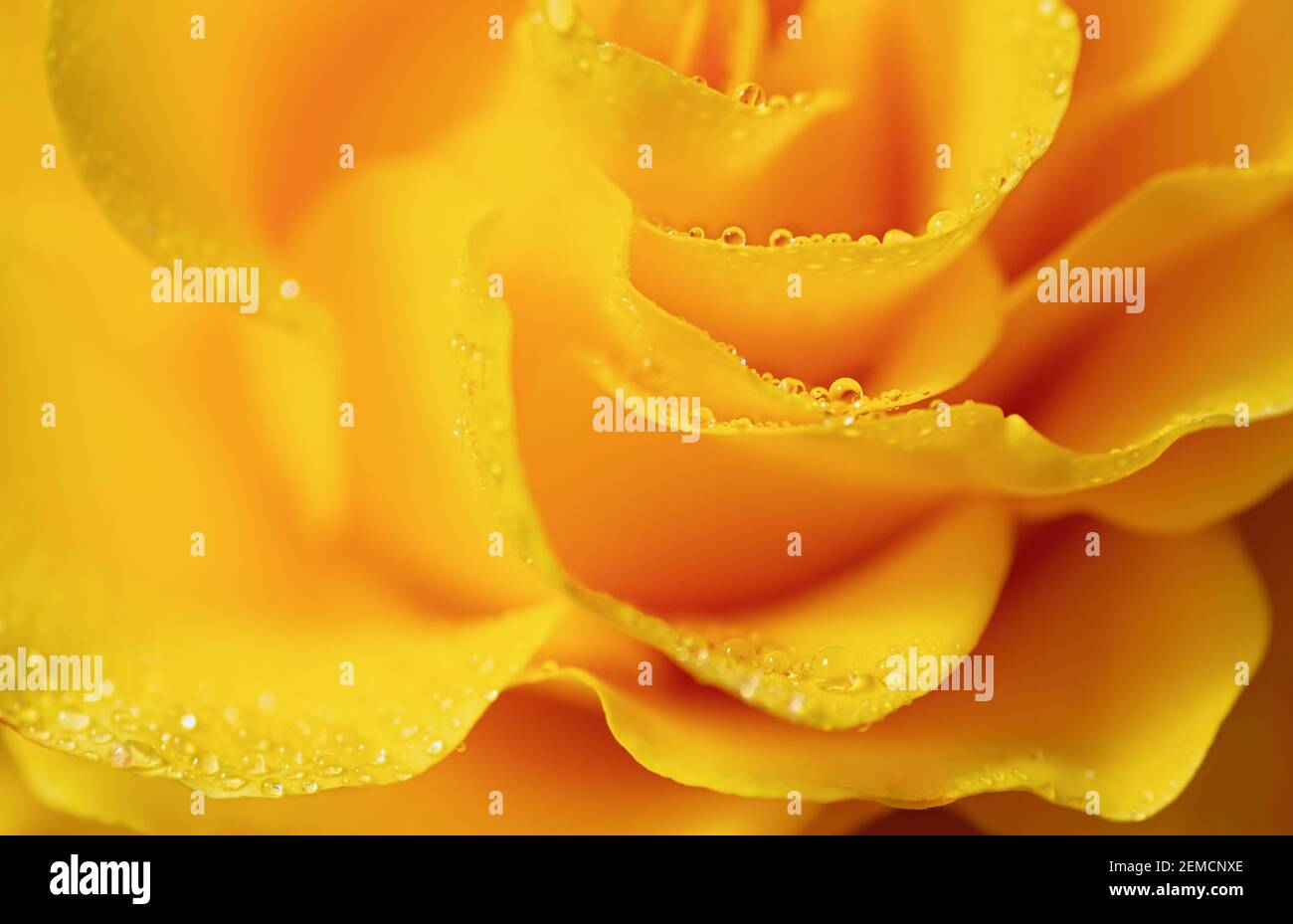 Gelber Makrohintergrund. Blume Nahaufnahme Textur. Stockfoto