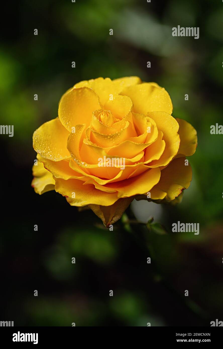 Gelbe Rose auf einem grünen natürlichen Hintergrund. Tau tropft auf die Blütenblätter. Vertikales Zuschneiden. Nahaufnahme. Stockfoto
