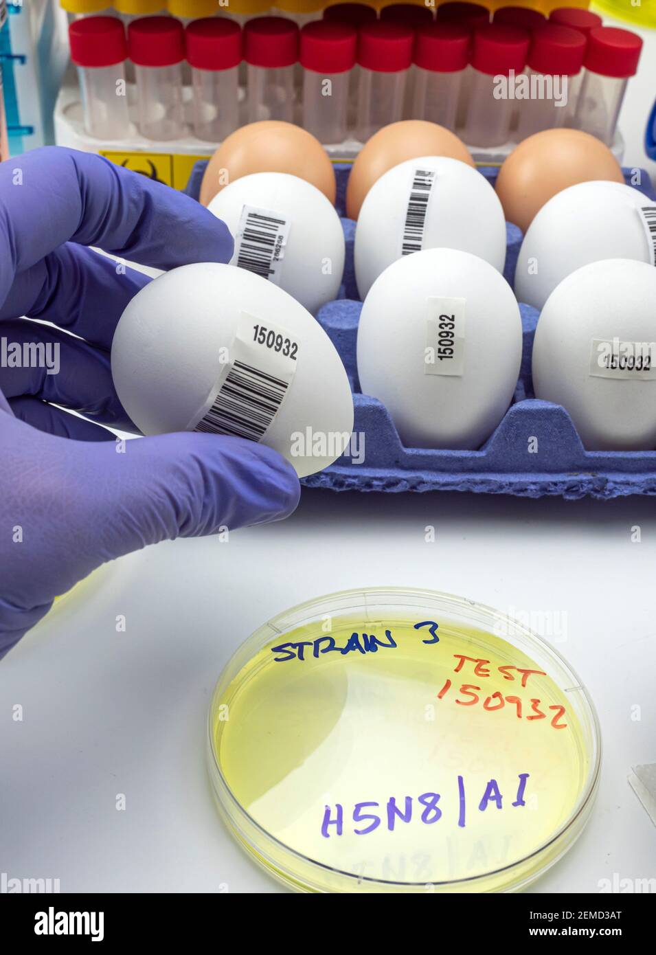 Neuer H5N8-Stamm der Vogelgrippe verbreitete sich beim Menschen, Wissenschaftler mit infizierten Eiern, konzeptuelles Bild Stockfoto