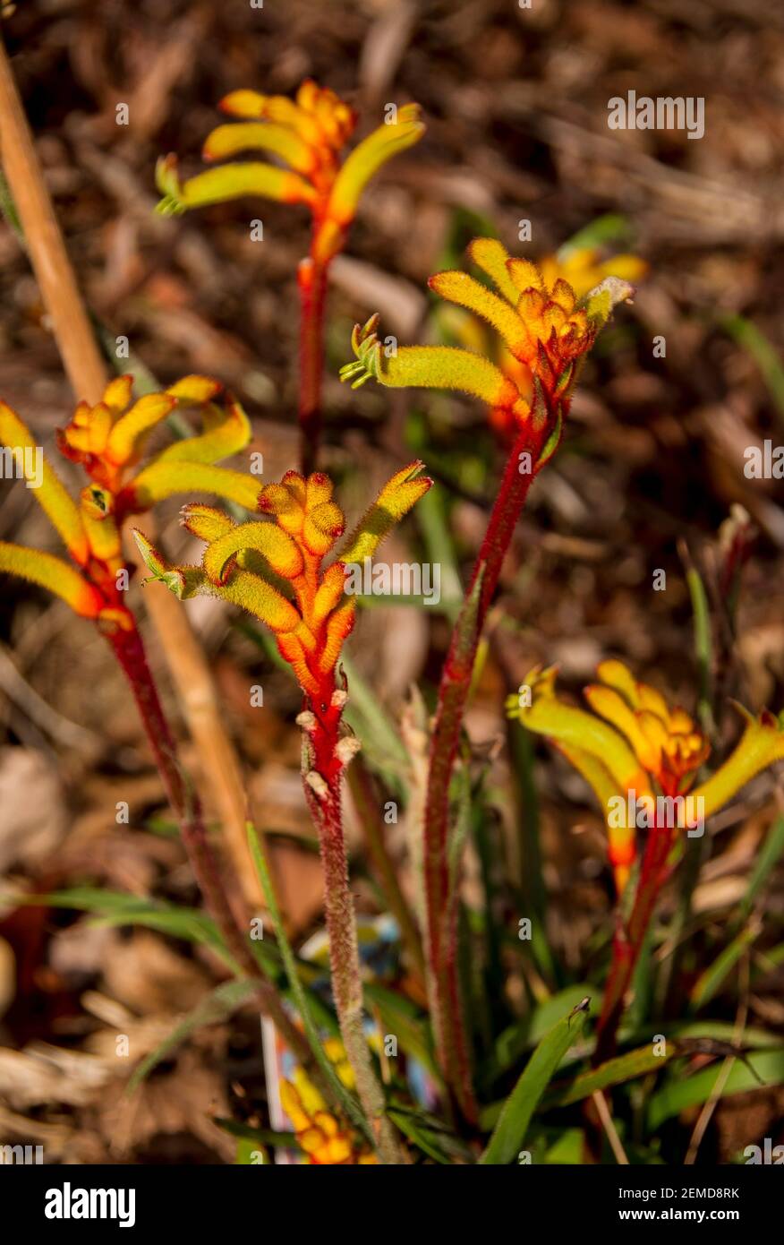 Australische, einheimische Känguru-Pfoten-Pflanzen (Anigozanthos) mit leuchtend roten und gelben Blütenstielen. Privater Garten in Queensland, Australien. Stockfoto