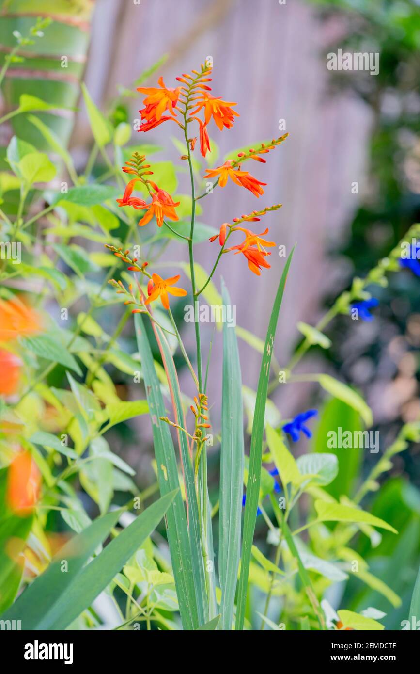 Das orange blühende Montbretia (Crocosmia x crocosmiiflora) gilt im Bundesstaat New South Wales, Australien als invasives Unkraut Stockfoto