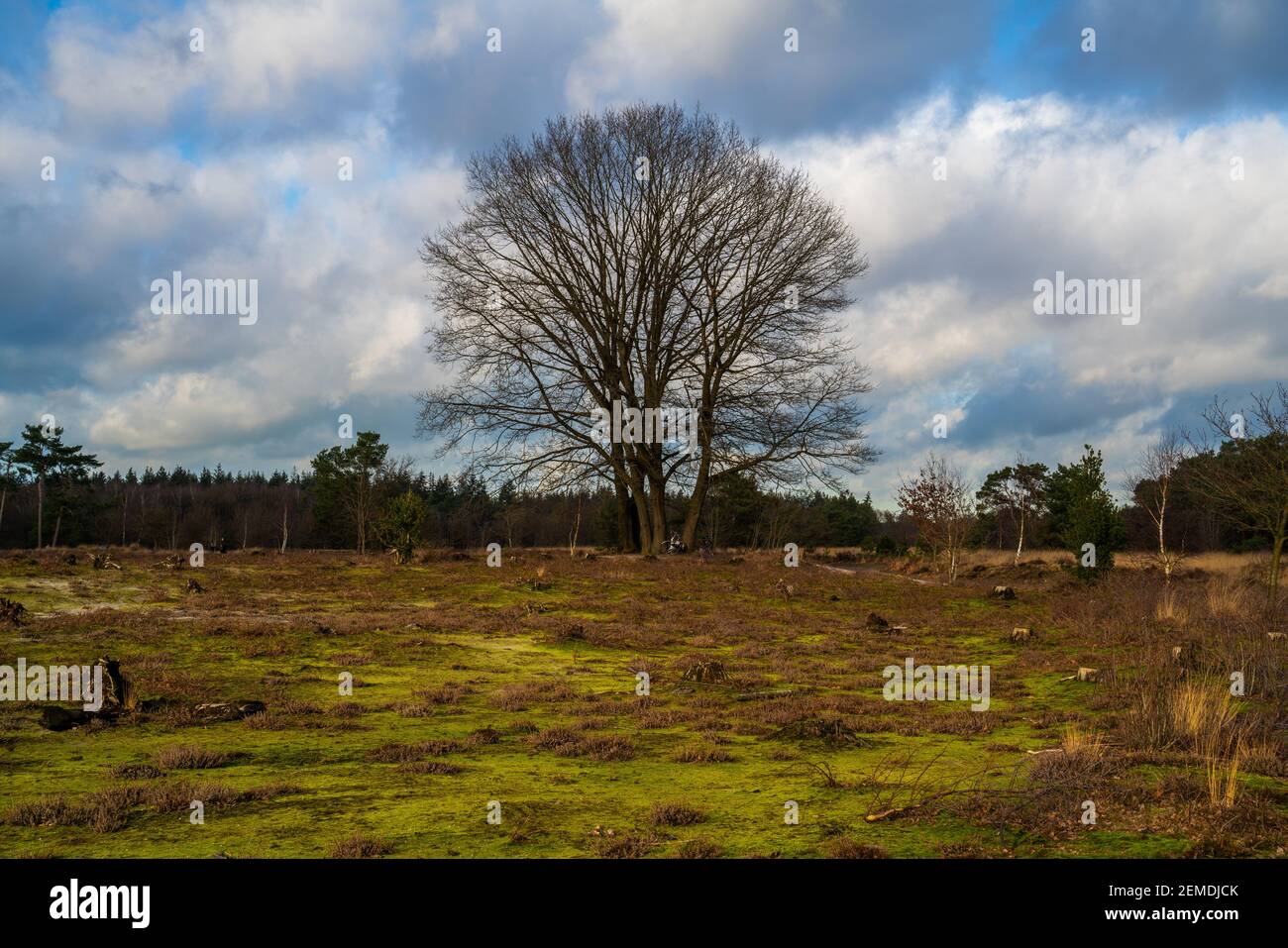 Heide Landschaft im Winter in den Niederlanden mit großer Eiche Stockfoto