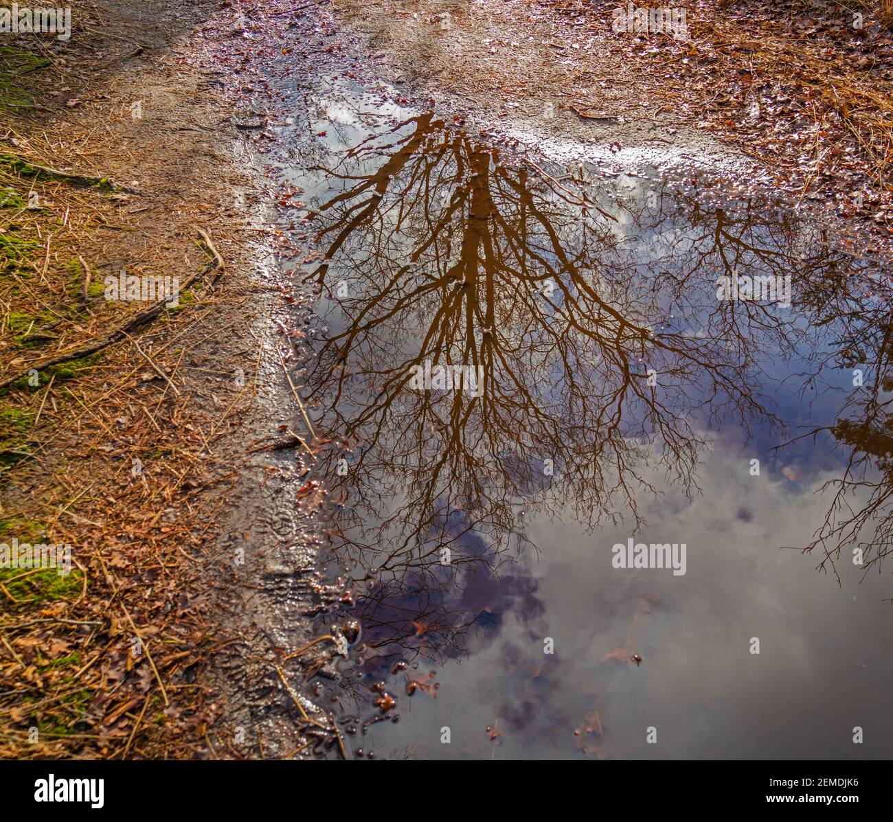 Winterszene mit Bäumen, die sich in einer Pfütze spiegeln Stockfoto