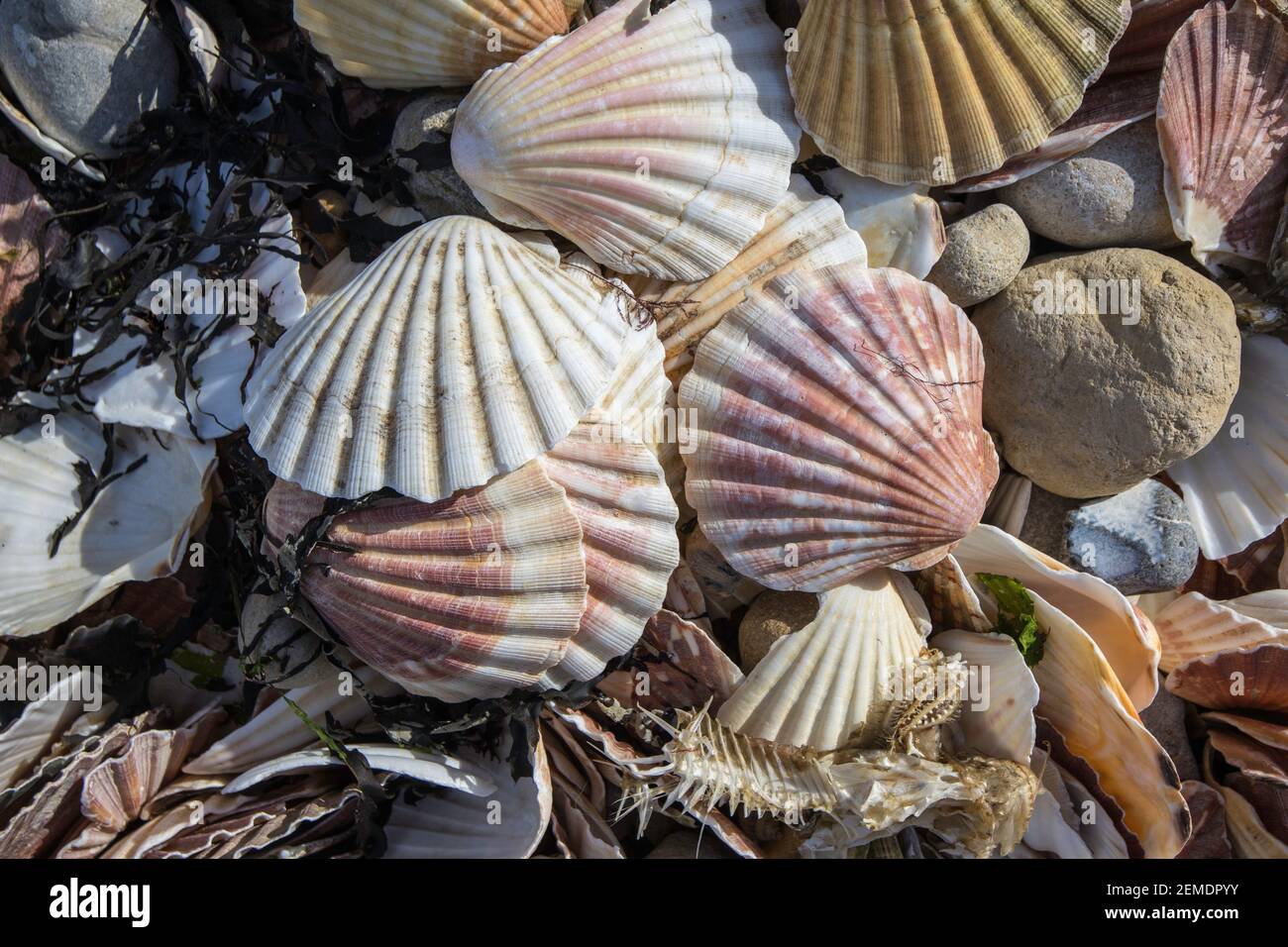 Nahaufnahme von weggeworfenen Jakobsmuscheln an einem Strand in der Normandie, Frankreich, mit einer Reihe von Farben und Mustern, gemischt mit Algen und einem Fischskelett Stockfoto