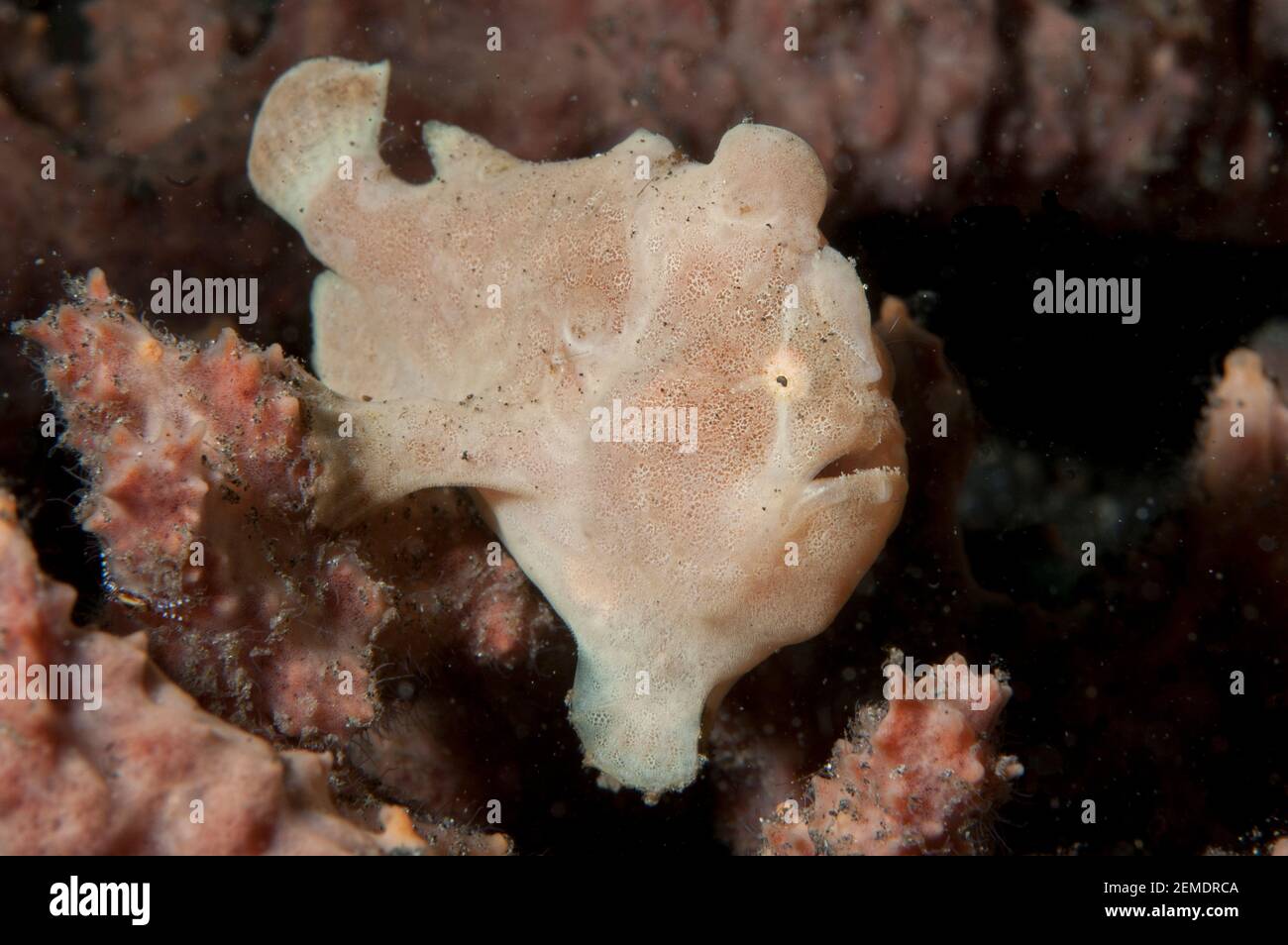 Bemalter Anglerfisch, Antennarius pictus, Slow Poke Tauchplatz, Lembeh Straits, Sulawesi, Indonesien Stockfoto
