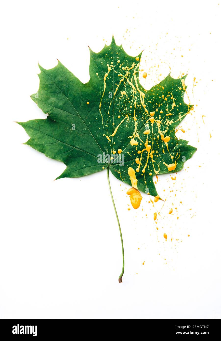 Grüne Blätter auf weißem Hintergrund mit gelber Farbe. Konzept des Herbstes Stockfoto