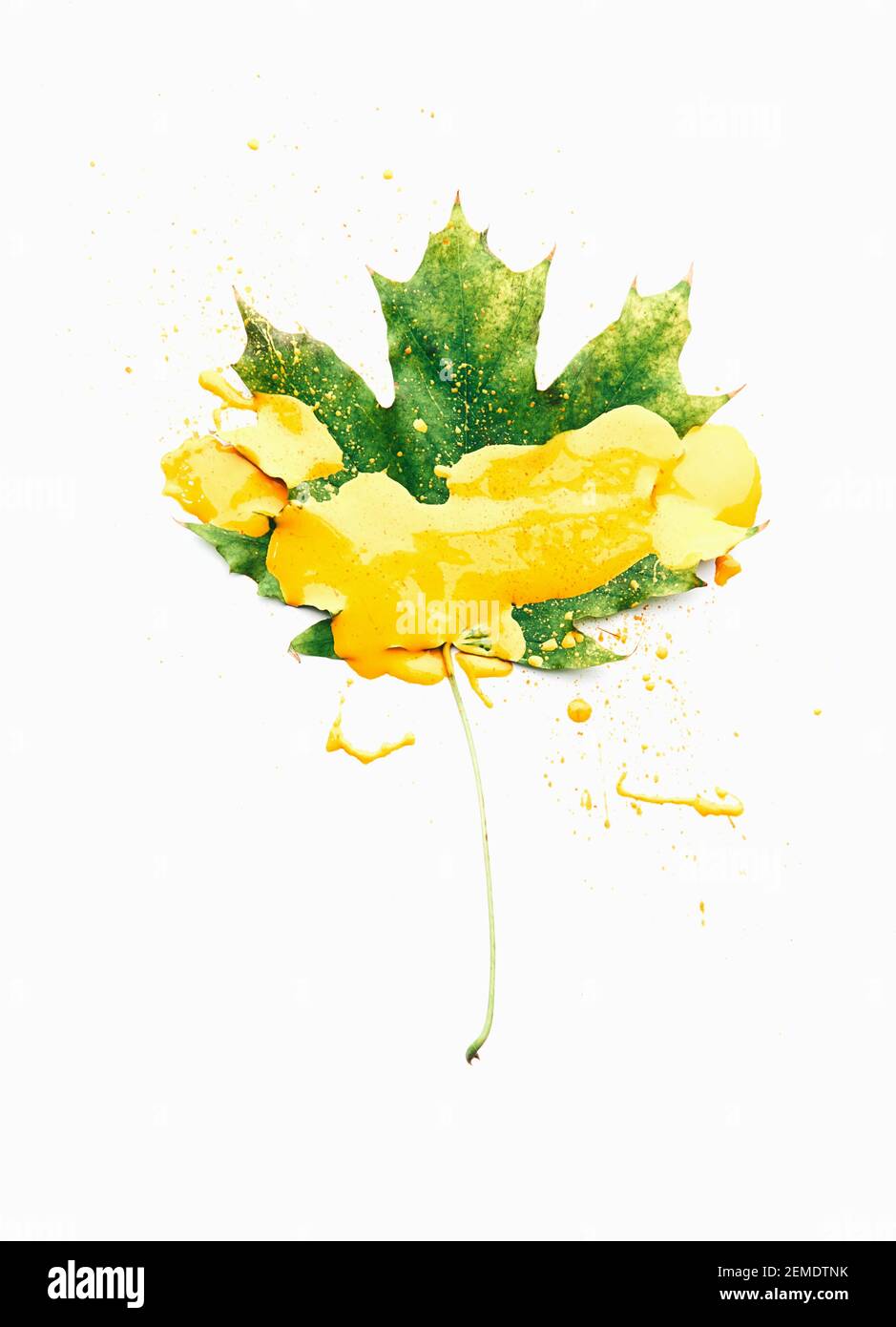 Grüne Blätter auf weißem Hintergrund mit gelber Farbe. Konzept des Herbstes Stockfoto
