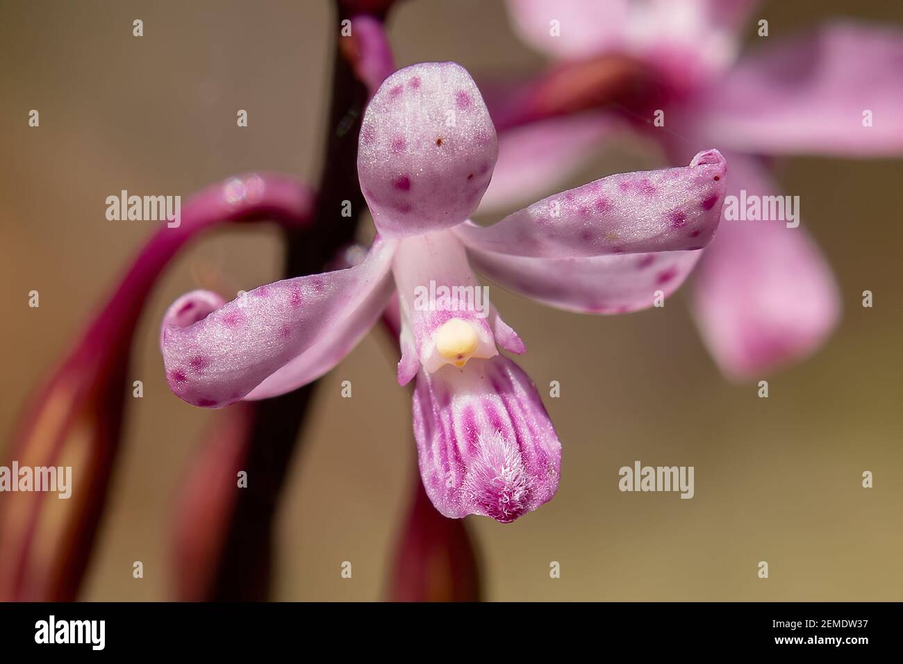 Dipodium roseum, Rosy Hyacinth Orchid Stockfoto